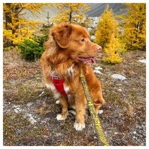 Rocky Mountain Dog Canadian Rockies 狗帶｜加拿大直送 產品細節圖 3
