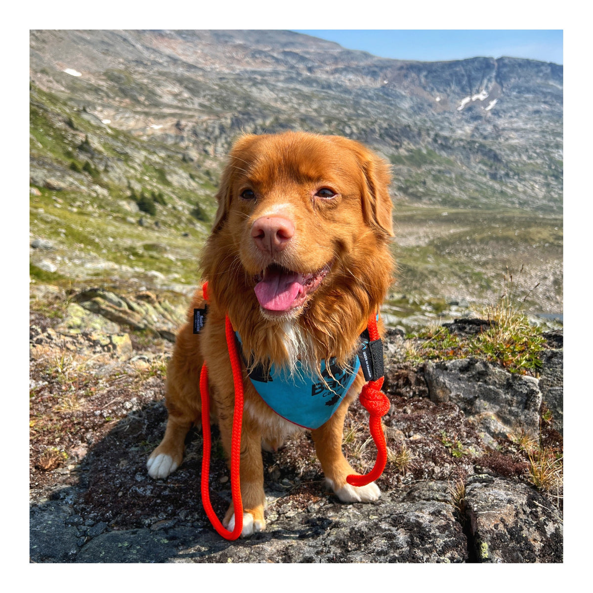 Rocky Mountain Dog Fernie Clasp Dog Rope 狗帶｜加拿大直送 主產品圖