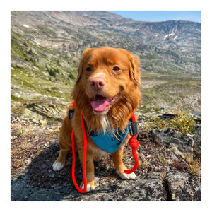 Rocky Mountain Dog Fernie Clasp Dog Rope 狗帶｜加拿大直送 主產品圖