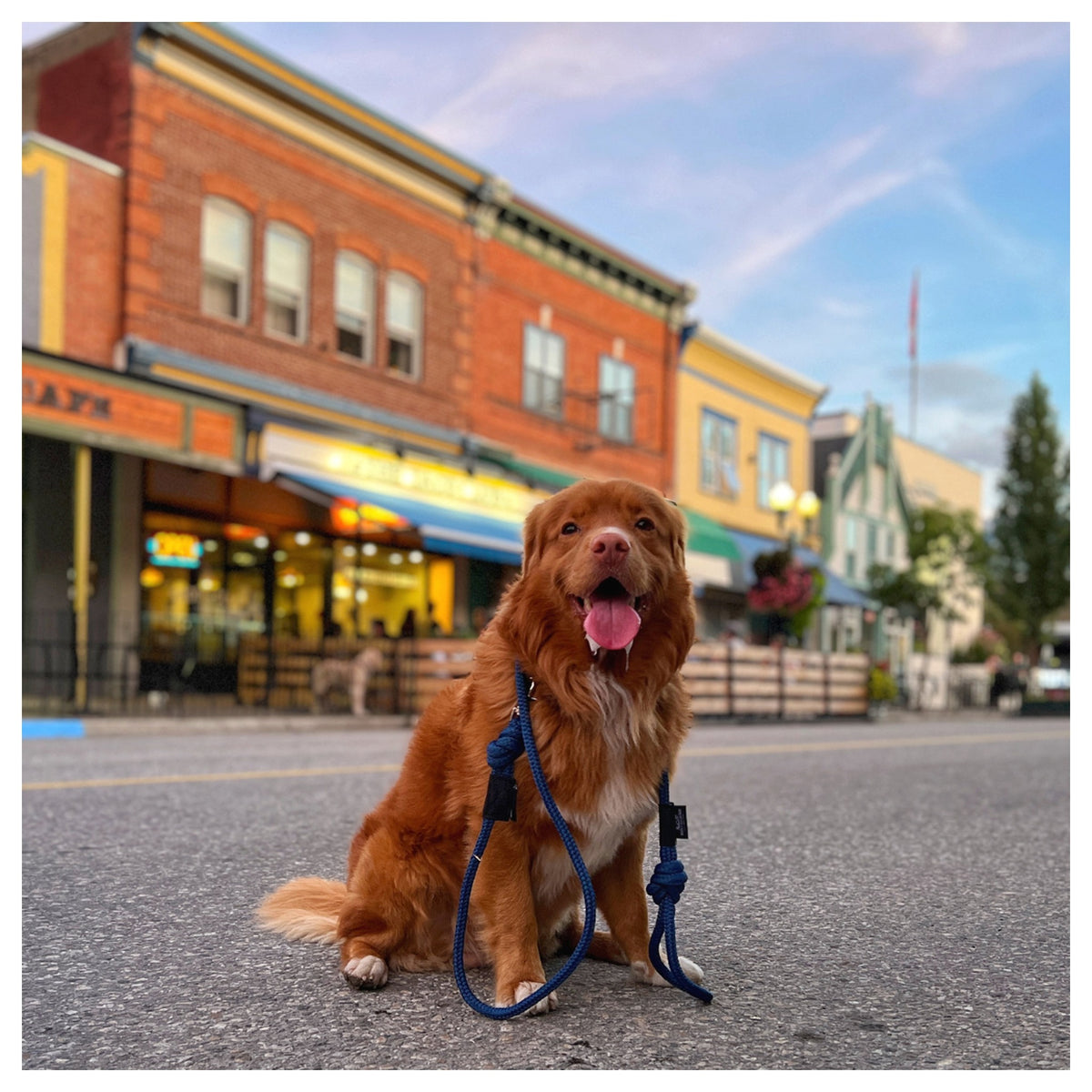Rocky Mountain Dog Fernie Clasp Dog Rope 狗帶｜加拿大直送 產品細節圖 6