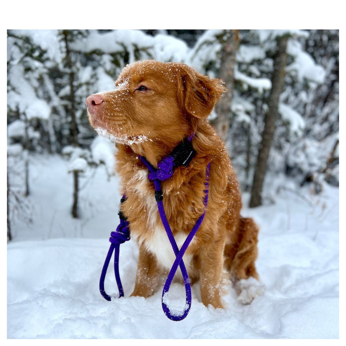Rocky Mountain Dog Fernie Slip Lead 戶外狗狗用品｜加拿大直送 產品細節圖 4