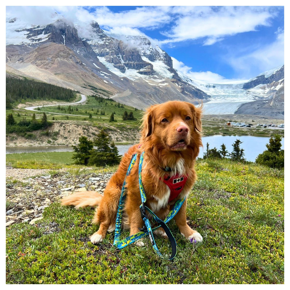 Rocky Mountain Dog Jasper All Mountain 狗帶｜加拿大直送 主產品圖