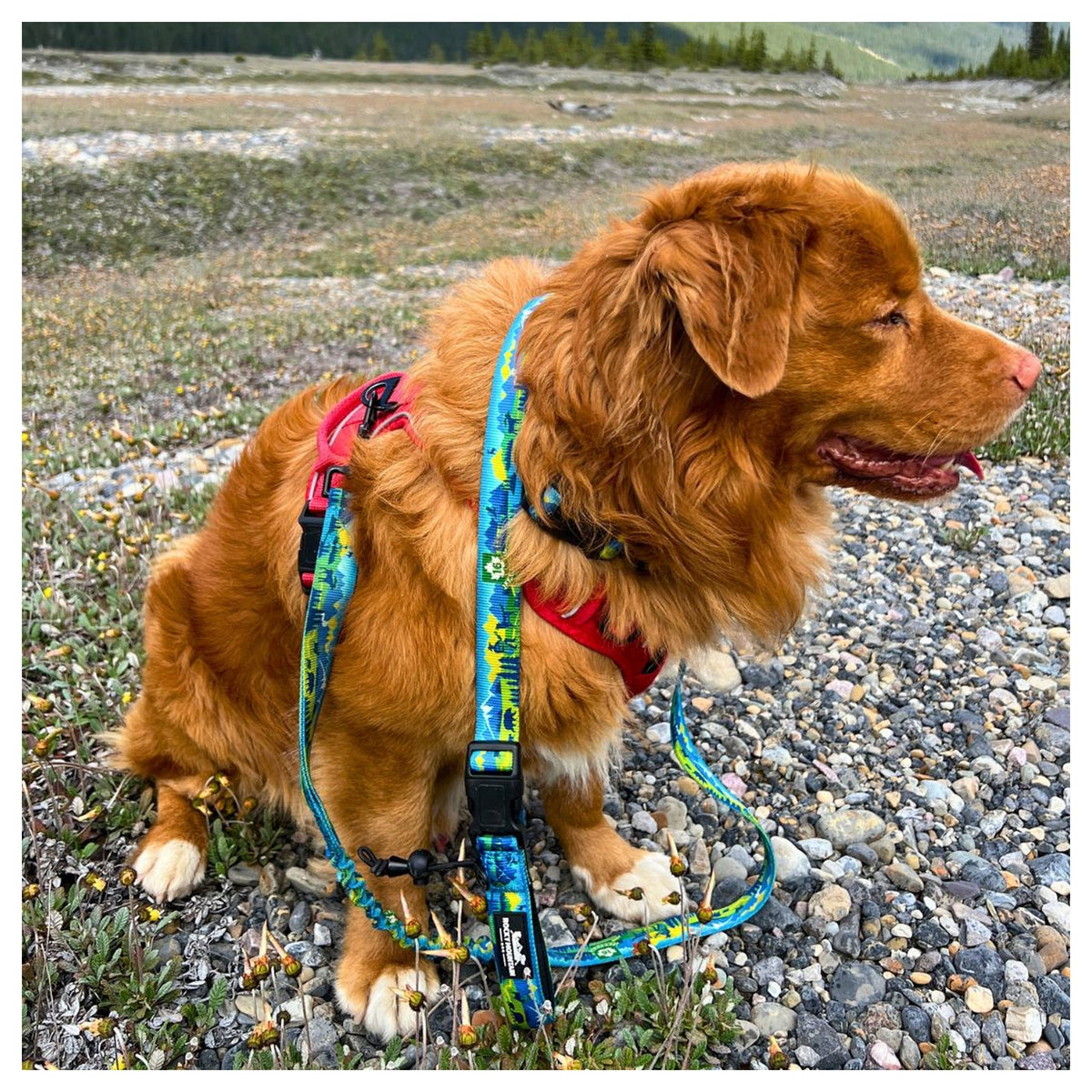 Rocky Mountain Dog Jasper All Mountain 狗帶｜加拿大直送 產品細節圖 5