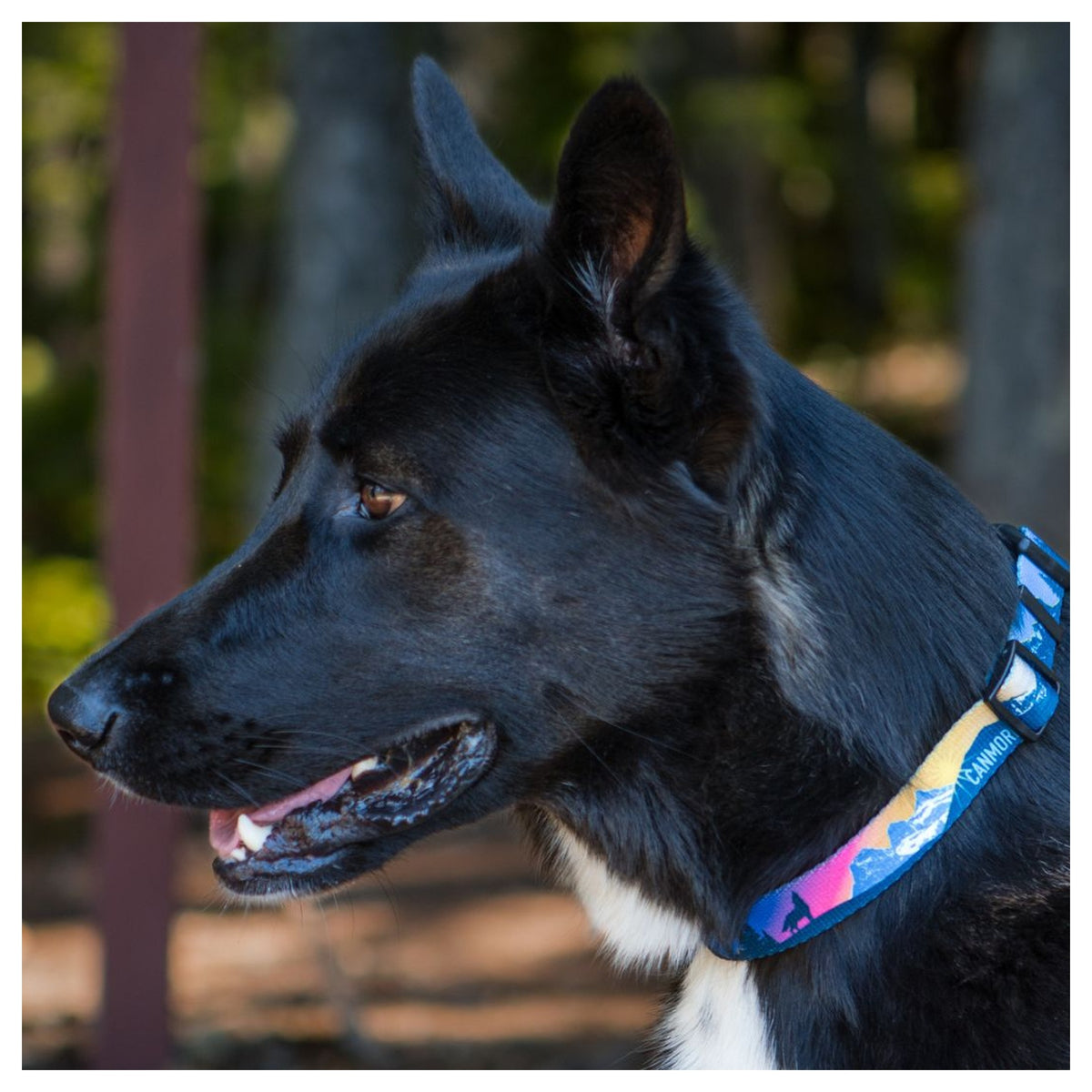 Rocky Mountain Dog V2 Canmore Alpine 狗頸圈｜加拿大直送 主產品圖