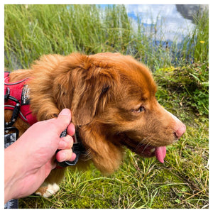Rocky Mountain Dog The Wild Tactical 狗頸圈｜加拿大直送 產品細節圖 3