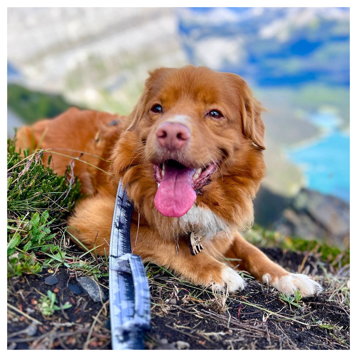 Rocky Mountain Dog The Wild Tactical 狗帶｜加拿大直送 產品細節圖 3