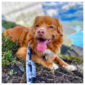 Rocky Mountain Dog The Wild Tactical 狗帶｜加拿大直送 產品細節圖 3