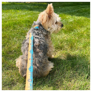 Rocky Mountain Dog Paw Mountain 狗頸圈｜加拿大直送 產品細節圖 4