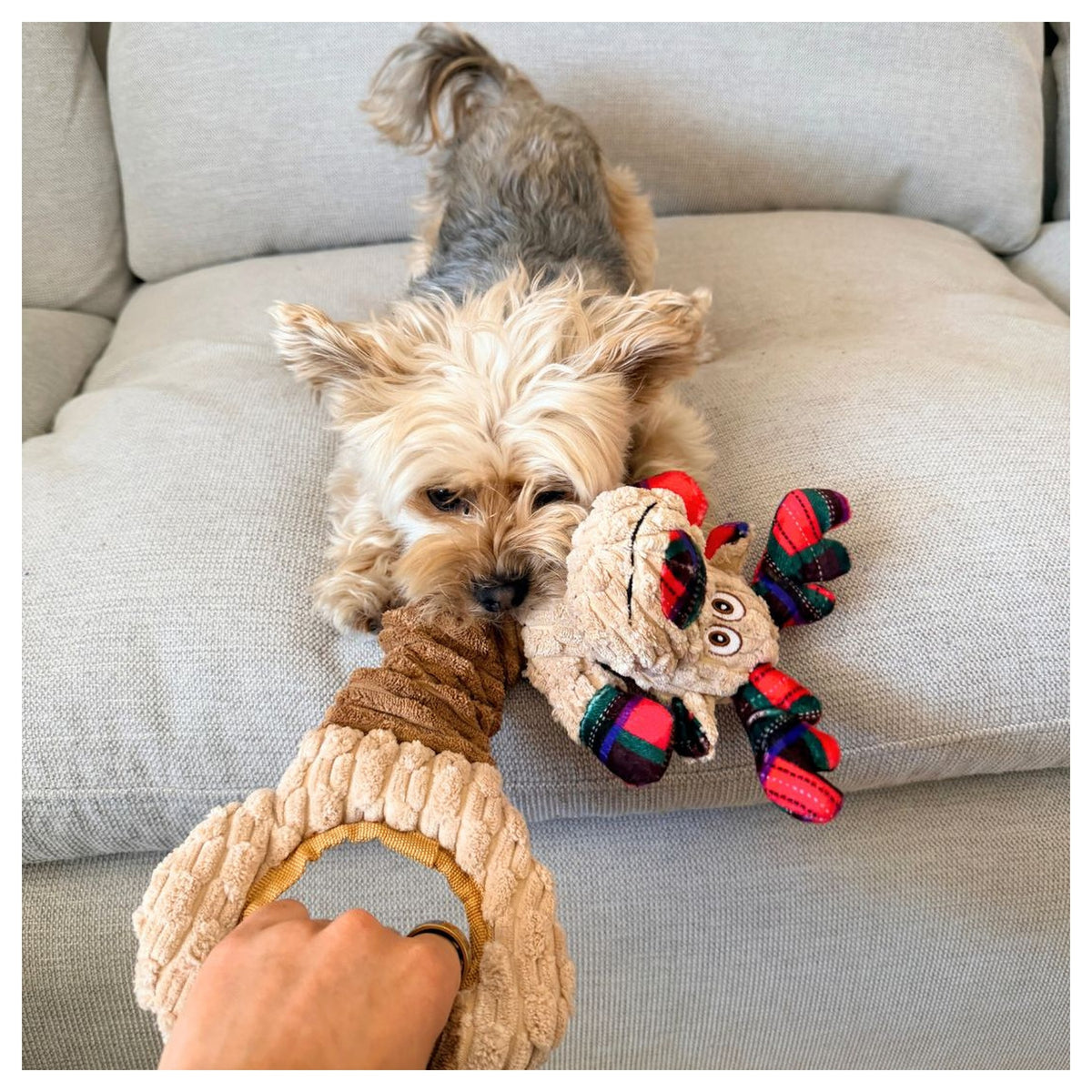Rocky Mountain Dog Goofy Moose Stretchy 狗狗玩具｜加拿大直送 產品細節圖 2