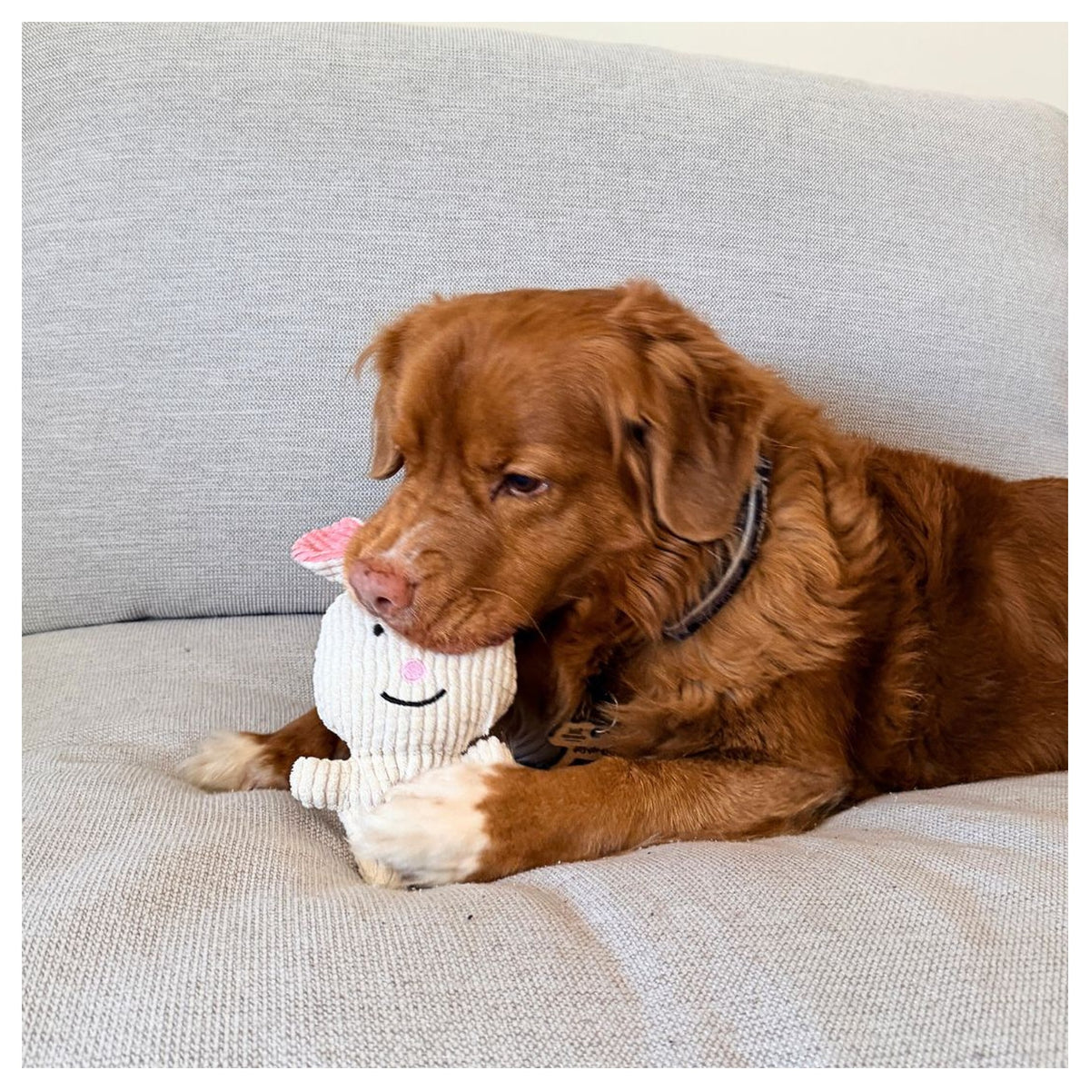Rocky Mountain Dog Favourite Bunny Plush 狗狗玩具｜加拿大直送 產品細節圖 2