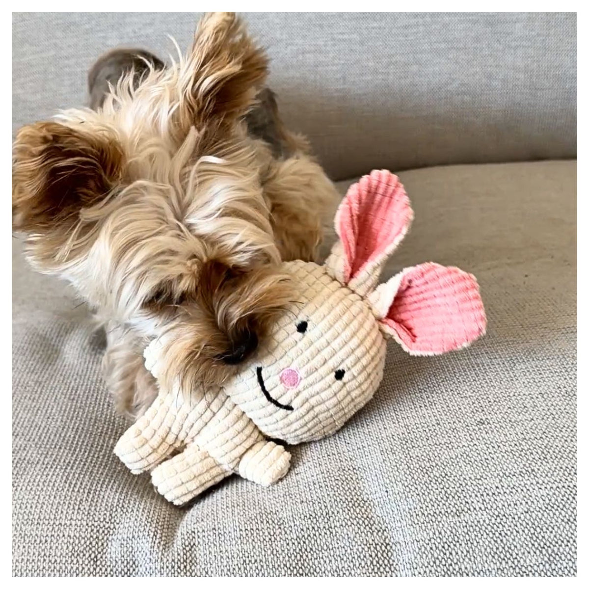 Rocky Mountain Dog Favourite Bunny Plush 狗狗玩具｜加拿大直送 產品細節圖 3