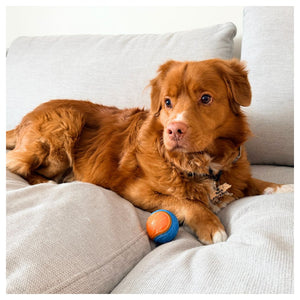 Rocky Mountain Dog Rocky Mountain 狗狗玩具 Ball｜加拿大直送 產品細節圖 3