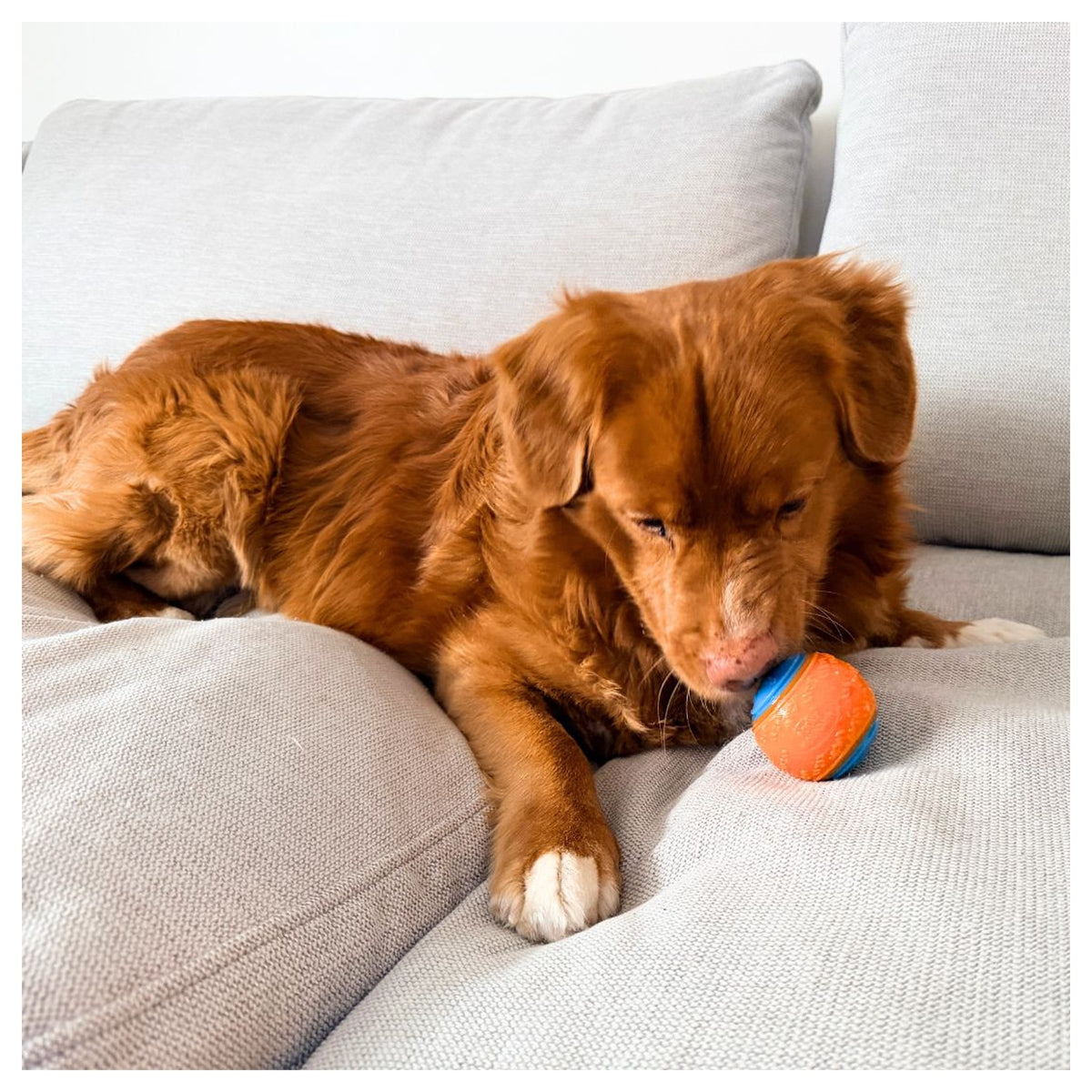 Rocky Mountain Dog Rocky Mountain 狗狗玩具 Ball｜加拿大直送 產品細節圖 4