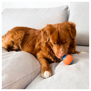 Rocky Mountain Dog Rocky Mountain 狗狗玩具 Ball｜加拿大直送 產品細節圖 4