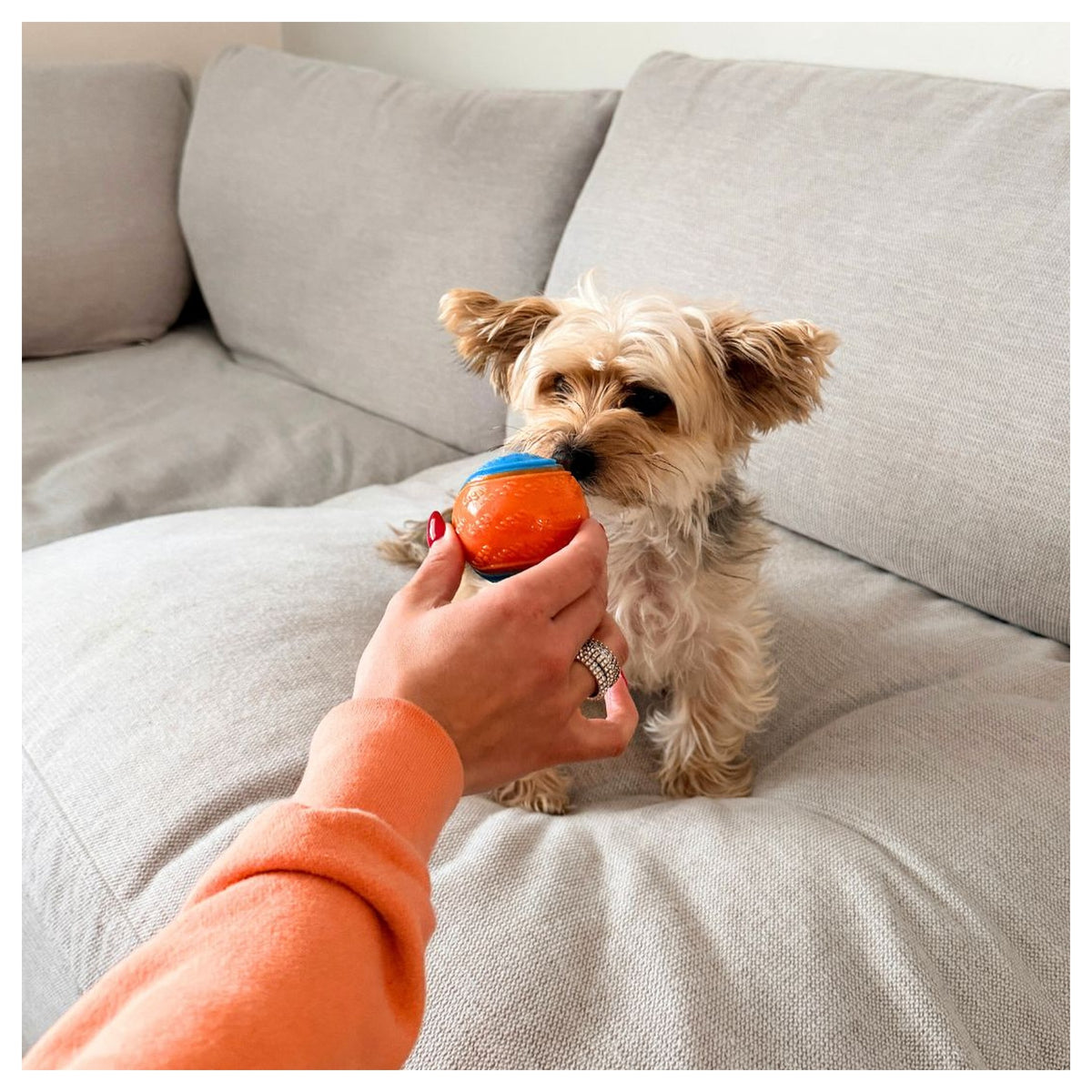 Rocky Mountain Dog Rocky Mountain 狗狗玩具 Ball｜加拿大直送 產品細節圖 5