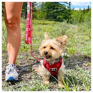 Rocky Mountain Dog Go Canada Go 狗帶｜加拿大直送 產品細節圖 3
