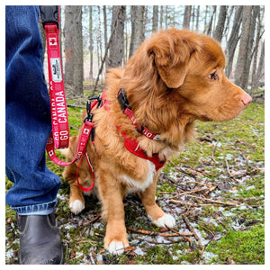 Rocky Mountain Dog Go Canada Go 狗帶｜加拿大直送 產品細節圖 6