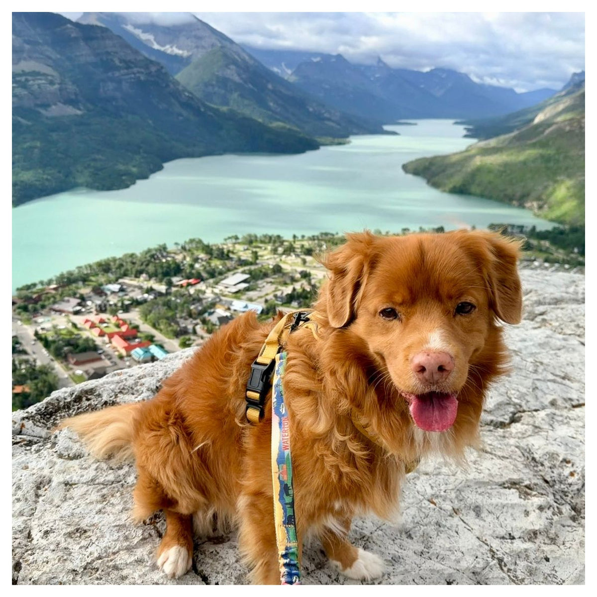 Rocky Mountain Dog Waterton All Mountain 狗帶｜加拿大直送 產品細節圖 3