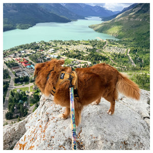 Rocky Mountain Dog Waterton All Mountain 狗帶｜加拿大直送 產品細節圖 4