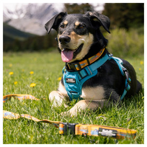 Rocky Mountain Dog Okanagan All Mountain 狗帶｜加拿大直送 產品細節圖 3