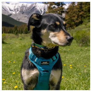 Rocky Mountain Dog Waterton Alpine 狗頸圈｜加拿大直送 產品細節圖 3