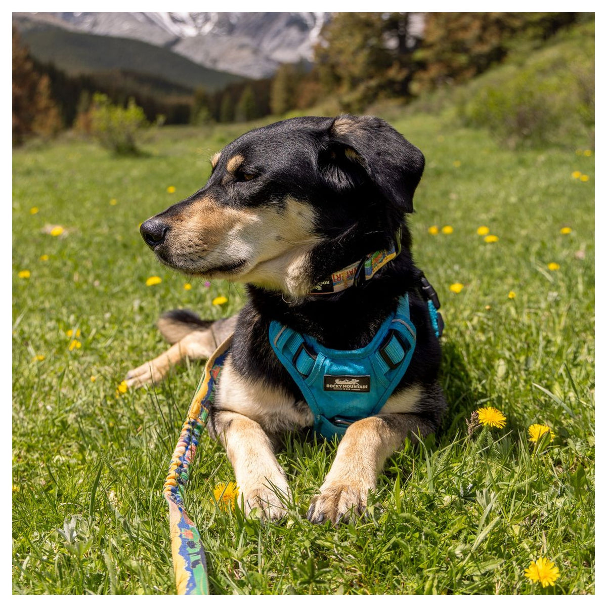 Rocky Mountain Dog Waterton Alpine 狗頸圈｜加拿大直送 產品細節圖 4