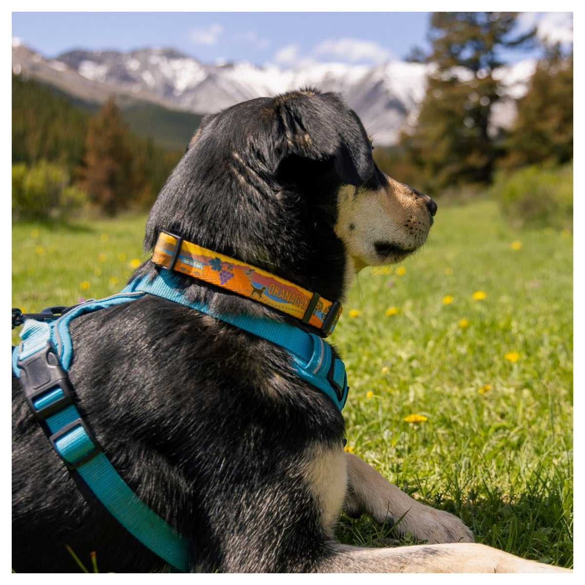Rocky Mountain Dog Okanagan Alpine 狗頸圈｜加拿大直送 產品細節圖 3