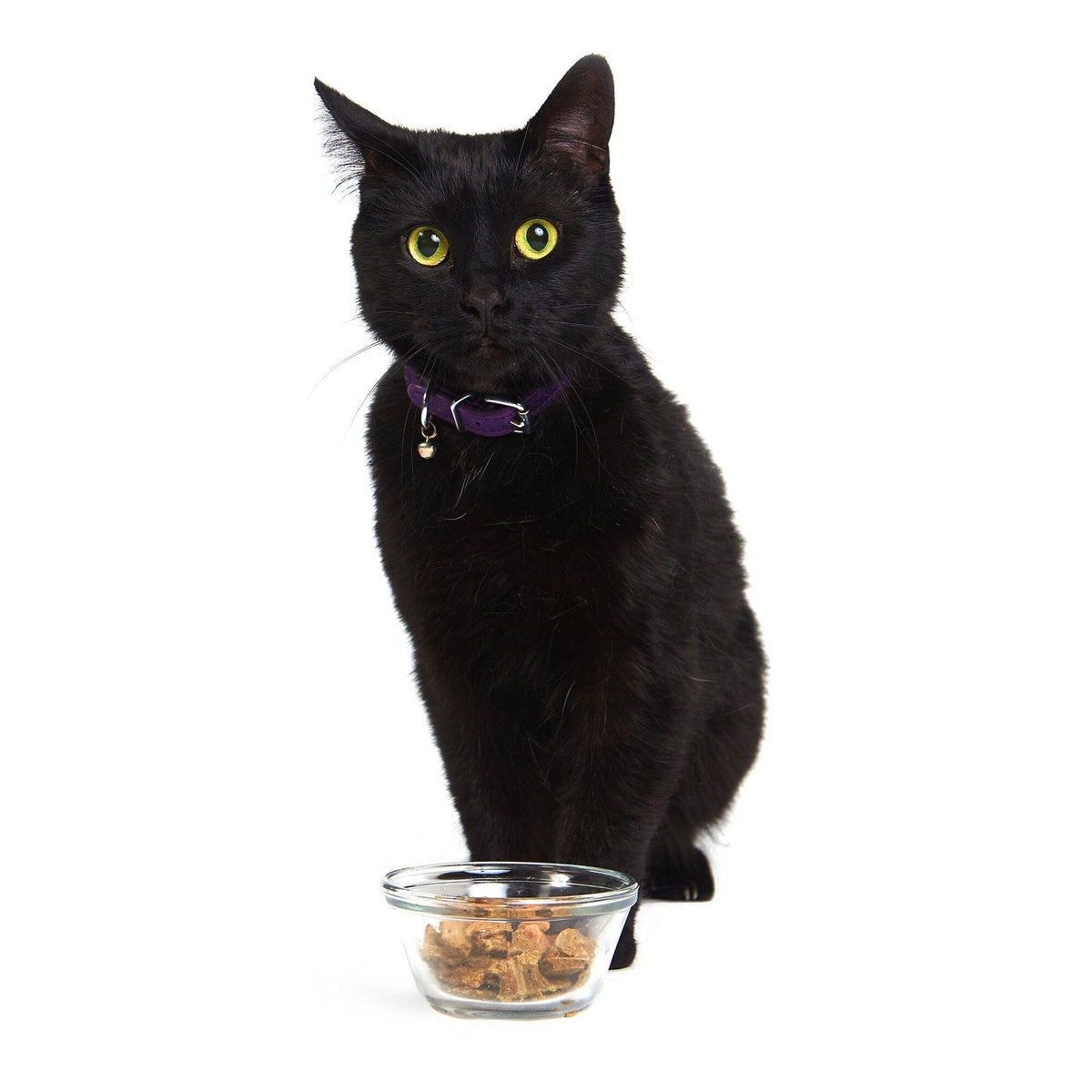 Smack Pet Food Pacific Fish Feast (CAT)｜貓貓食品｜加拿大直送 產品細節圖 5