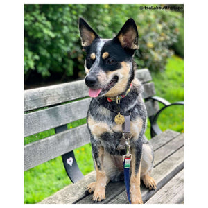 Tag4MyPet Custom Engraved Dog Tags｜寵物刻字名牌｜加拿大直送 產品細節圖 7