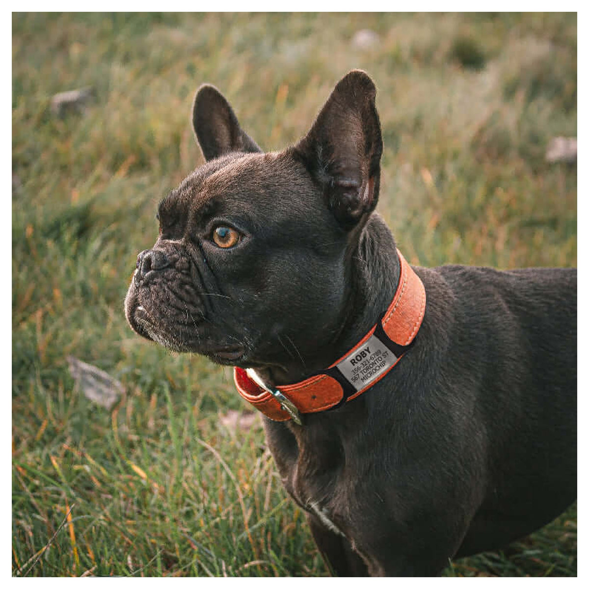 Tag4MyPet Custom Dog Tags Engraved - Silent Dog Tag｜寵物刻字名牌｜加拿大直送-狗-毛孩物語Pets Thing｜香港寵物貓狗用品專門店：IATA寵物飛機籠、寵物手推車、貓爬架貓樹