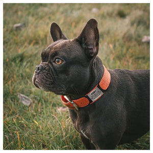Tag4MyPet Custom Dog Tags Engraved - Silent Dog Tag｜寵物刻字名牌｜加拿大直送-狗-毛孩物語Pets Thing｜香港寵物貓狗用品專門店：IATA寵物飛機籠、寵物手推車、貓爬架貓樹