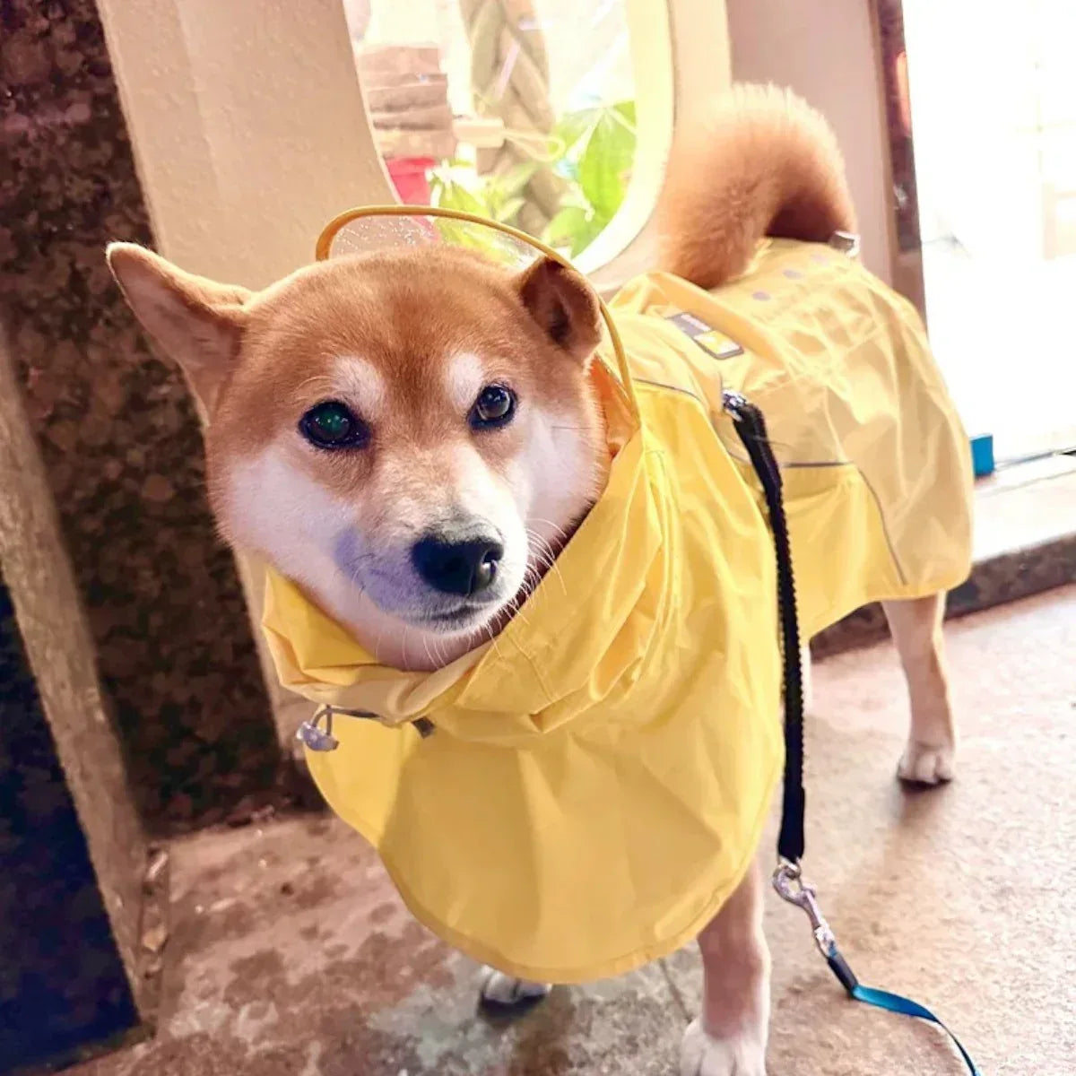 WOOFO狗狗防水雨衣衝鋒冒險狗狗雨衣狗雨褸 (黃色)-狗-毛孩物語Pets Thing｜香港寵物貓狗用品專門店：IATA寵物飛機籠、寵物手推車、貓爬架貓樹