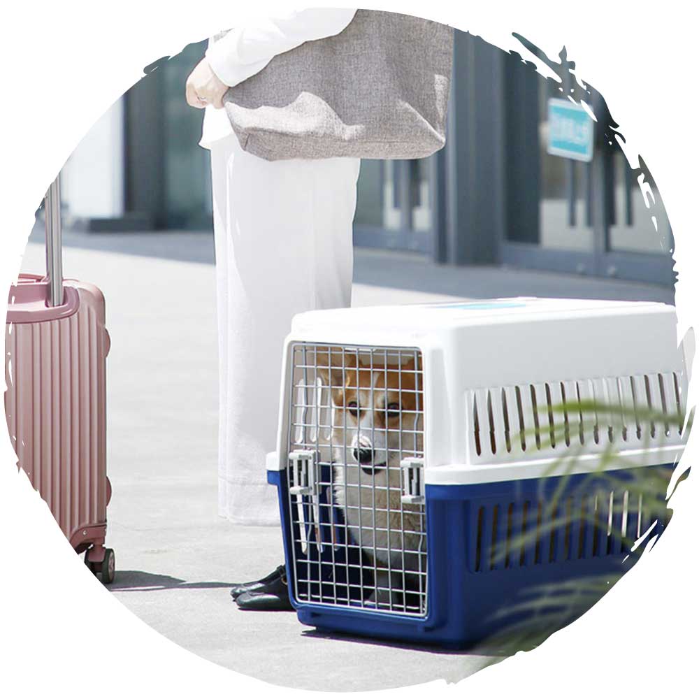IRIS ATC-460寵物航空飛機籠(白/藍)(貓、小型犬適用~5kg)-貓狗-毛孩物語Pets Thing｜香港寵物貓狗用品專門店：IATA寵物飛機籠、寵物手推車、貓爬架貓樹