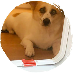 貓狗通用寵物貓門連上門安裝 (實木門安裝)-貓-毛孩物語Pets Thing｜香港寵物貓狗用品專門店：IATA寵物飛機籠、寵物手推車、貓爬架貓樹