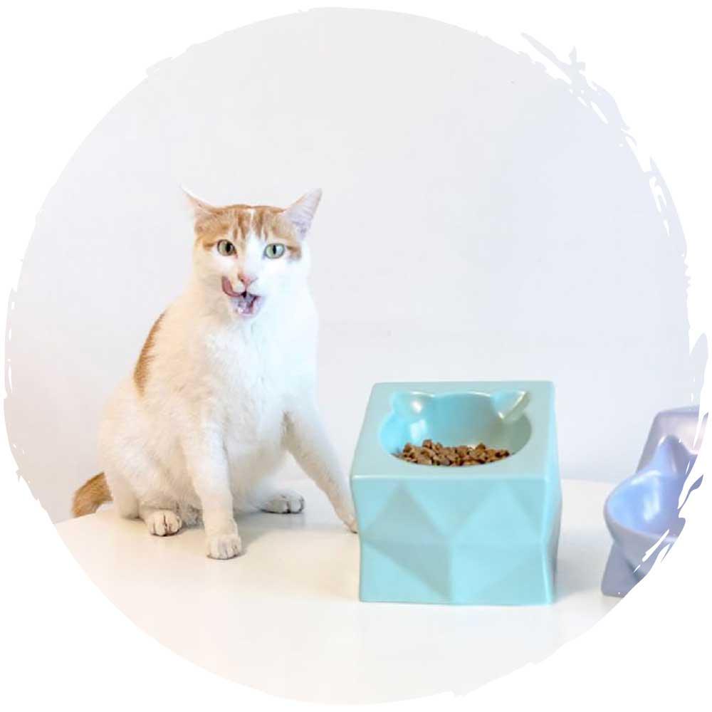 🥣日式和風寵物八角陶瓷餵食碗-貓狗-毛孩物語Pets Thing｜香港寵物貓狗用品專門店：IATA寵物飛機籠、寵物手推車、貓爬架貓樹