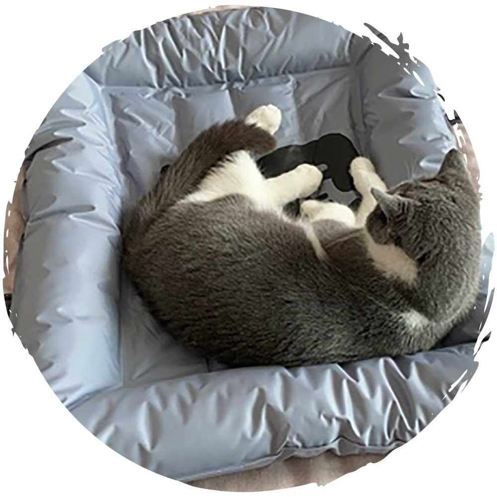POPOCOLA寵物降溫夏季方形冰窩-貓狗-毛孩物語Pets Thing｜香港寵物貓狗用品專門店：IATA寵物飛機籠、寵物手推車、貓爬架貓樹