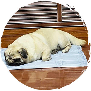 POPOCOLA寵物降溫夏季方形冰墊-貓狗-毛孩物語Pets Thing｜香港寵物貓狗用品專門店：IATA寵物飛機籠、寵物手推車、貓爬架貓樹