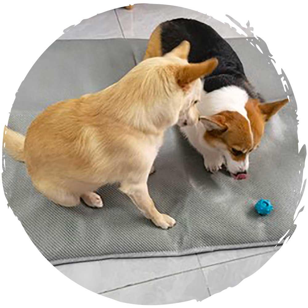 POPOCOLA寵物降溫夏季冰藤涼墊-貓狗-毛孩物語Pets Thing｜香港寵物貓狗用品專門店：IATA寵物飛機籠、寵物手推車、貓爬架貓樹