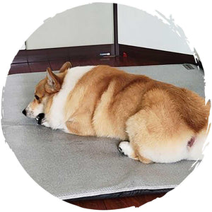 POPOCOLA寵物降溫夏季冰藤涼墊-貓狗-毛孩物語Pets Thing｜香港寵物貓狗用品專門店：IATA寵物飛機籠、寵物手推車、貓爬架貓樹