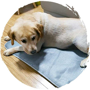 POPOCOLA寵物降溫夏季冰藤涼墊-貓狗-毛孩物語Pets Thing｜香港寵物貓狗用品專門店：IATA寵物飛機籠、寵物手推車、貓爬架貓樹