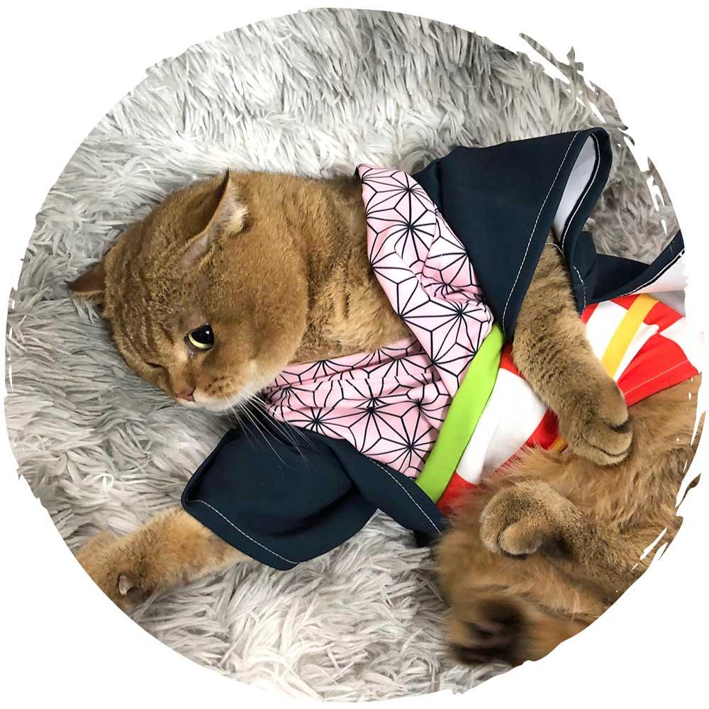 👻鬼滅之刃Cosplay貓貓服飾(竈門禰豆子)-貓-毛孩物語Pets Thing｜香港寵物貓狗用品專門店：IATA寵物飛機籠、寵物手推車、貓爬架貓樹