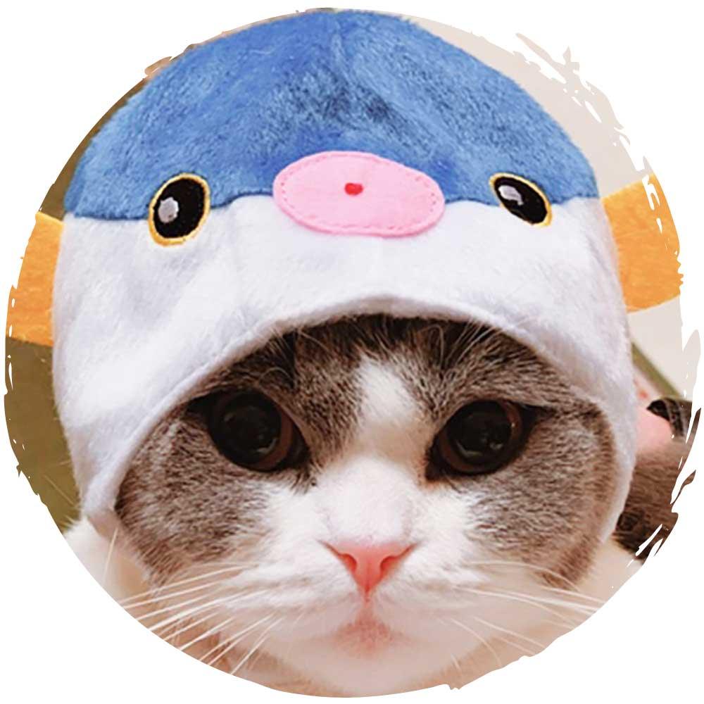 Petio🐈‍⬛和風可愛貓咪變裝帽子服飾(黑貓)-貓-毛孩物語Pets Thing｜香港寵物貓狗用品專門店：IATA寵物飛機籠、寵物手推車、貓爬架貓樹