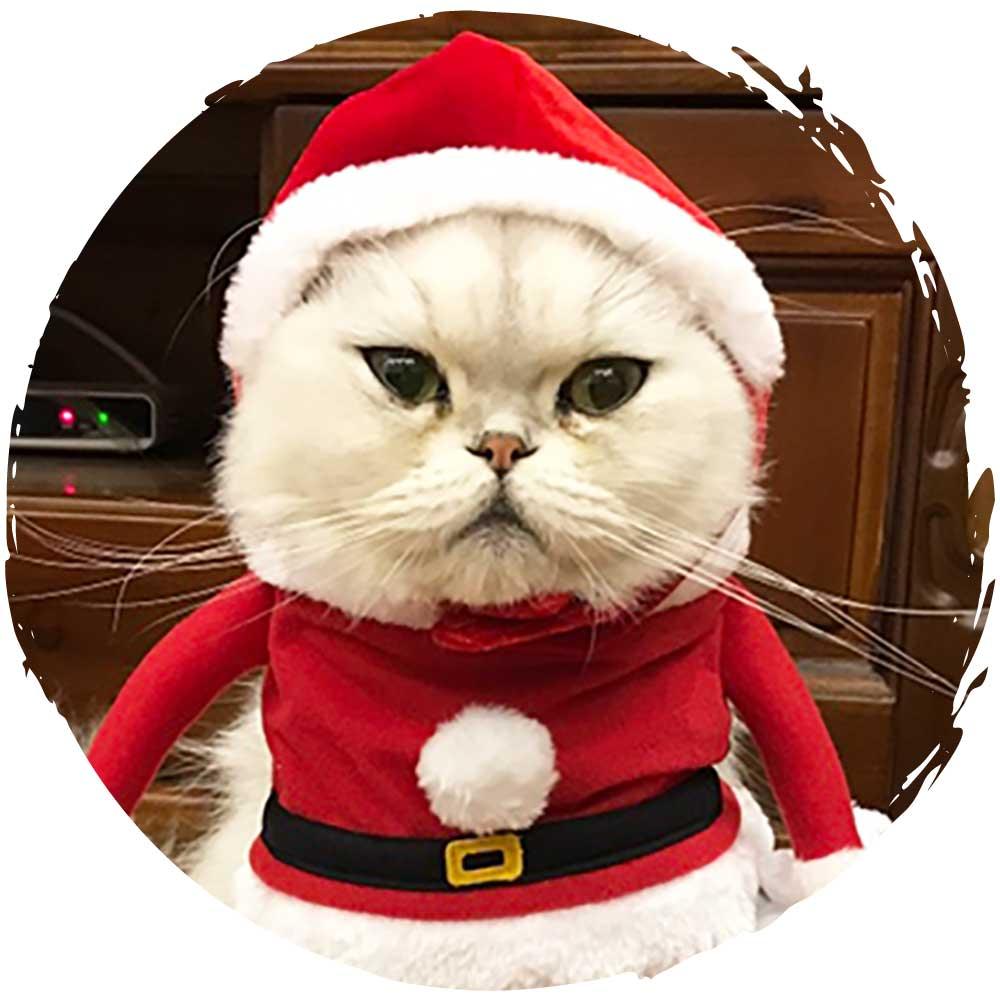 Petio聖誕節寵物帽貓咪狗仔帽子 (聖誕帽)-貓狗-毛孩物語Pets Thing｜香港寵物貓狗用品專門店：IATA寵物飛機籠、寵物手推車、貓爬架貓樹
