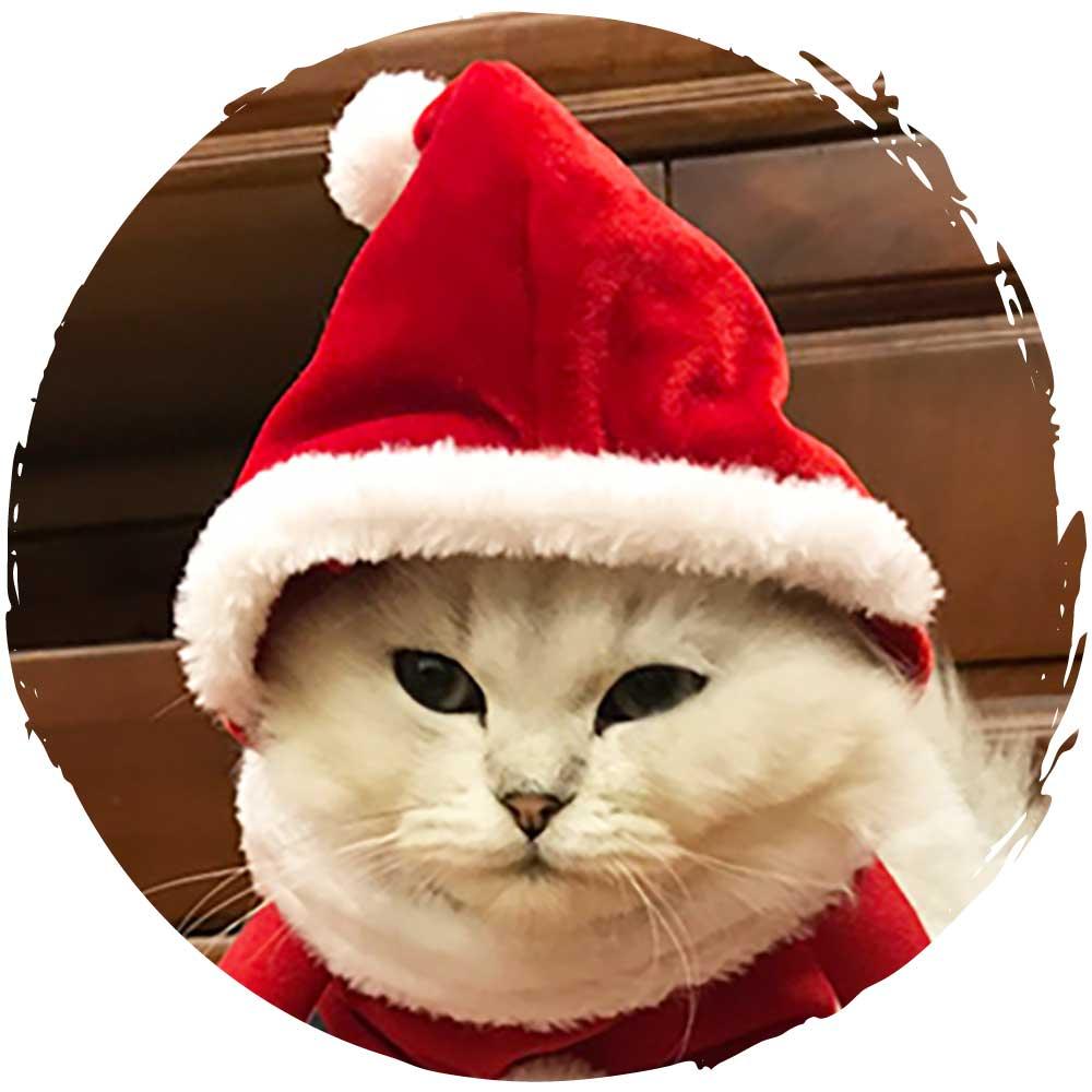 Petio聖誕節寵物帽貓咪狗仔帽子 (聖誕帽)-貓狗-毛孩物語Pets Thing｜香港寵物貓狗用品專門店：IATA寵物飛機籠、寵物手推車、貓爬架貓樹