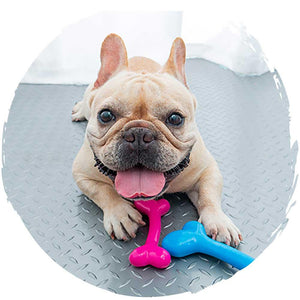🦴日本骨頭形狀磨牙咬膠玩具(中碼｜天藍色)-狗-毛孩物語Pets Thing｜香港寵物貓狗用品專門店：IATA寵物飛機籠、寵物手推車、貓爬架貓樹