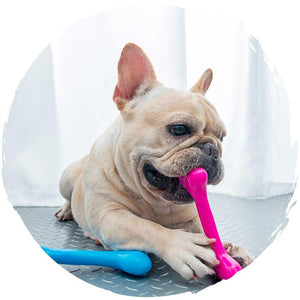 🦴日本骨頭形狀磨牙咬膠玩具(中碼｜天藍色)-狗-毛孩物語Pets Thing｜香港寵物貓狗用品專門店：IATA寵物飛機籠、寵物手推車、貓爬架貓樹